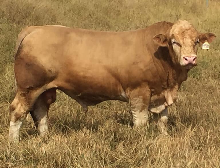 Lone Station Simmental Stud Simmental Bulls for Sale