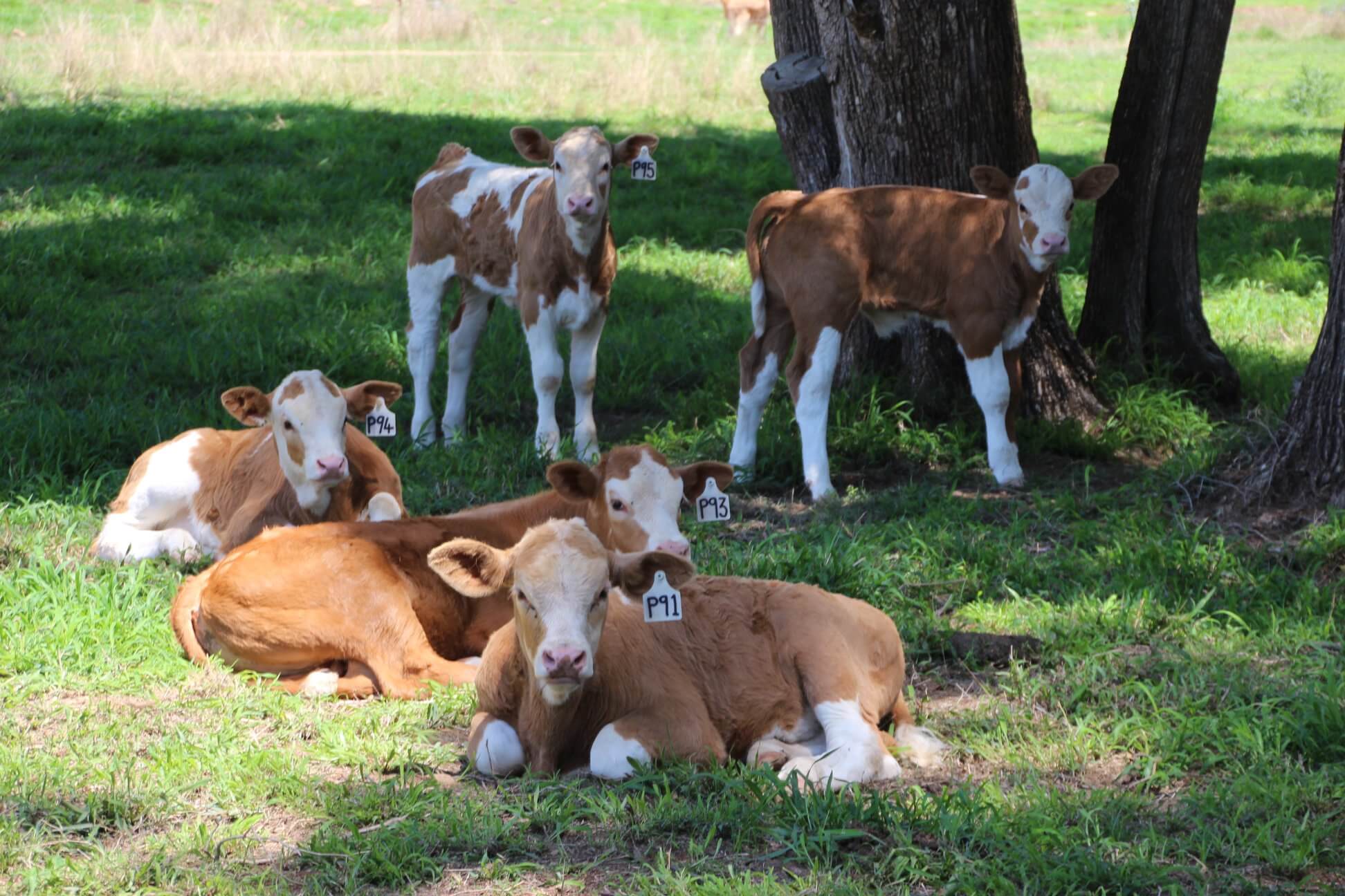 Lessons learned ten years on after establishing a Cattle Stud Operation